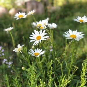 Meet your Posher, Alisa